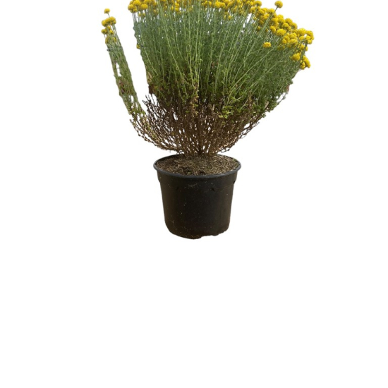 Plante curry