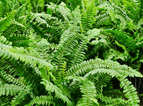 Langue de Femme-Fougère de Boston