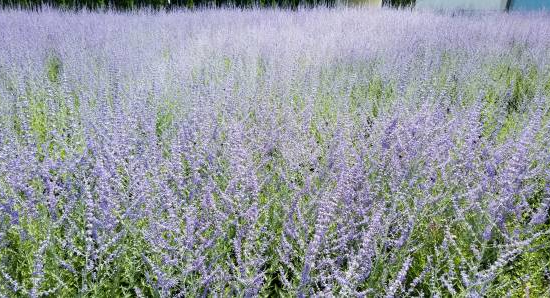 Sauge de sibérie 'Blue steel'