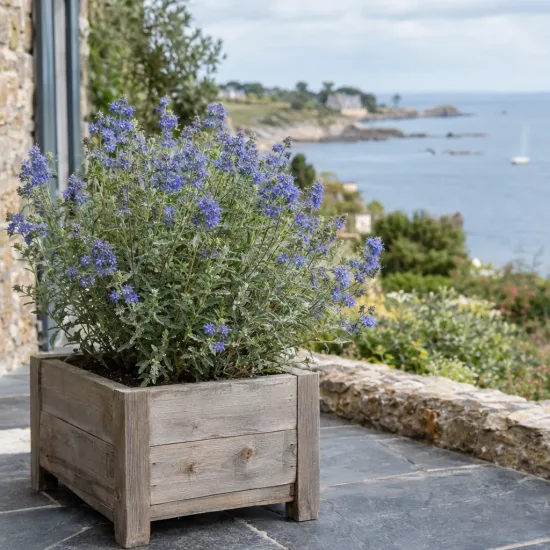 Barbe-bleue 'Heavenly baby' (Caryopteris clandonensis) — arbuste fleuri en bac bois sur terrasse côtière · Photo d'illustration