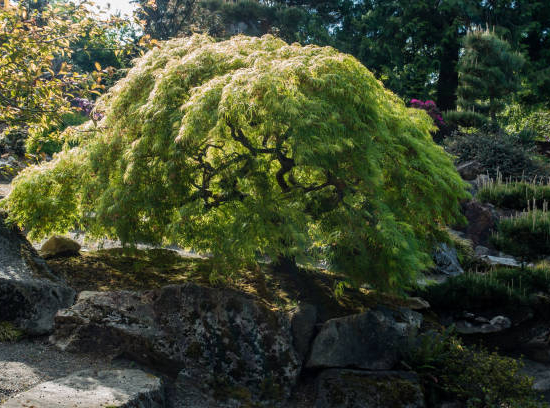 Érable du japon 'Dissectum seiryu vert'
