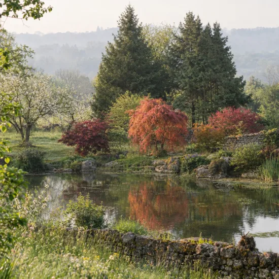 Érable du japon 'Orangeola' (Acer palmatum) — petit arbre rouge orangé au bord d’un étang · Photo d'illustration