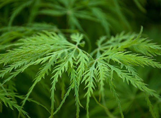 Érable du japon 'Dissectum seiryu vert'