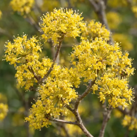 Cornouiller mâle à gros fruits 'Golden glory' (Cornus mas) — gros plan de grappes de fleurs jaunes
