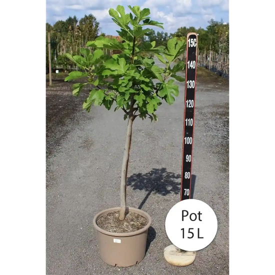 Figuier 'Precoce de dalmatie'