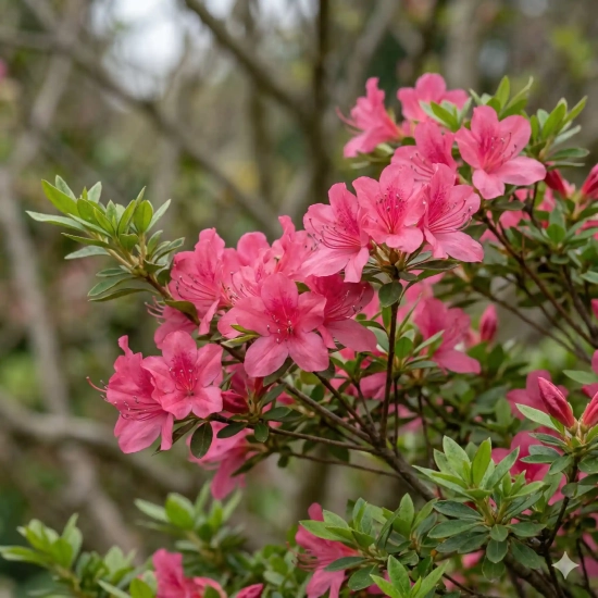 Azalée japonaise 'Rose'