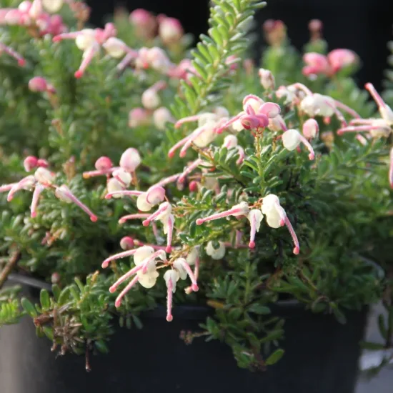 Grevillea 'Mount tamboritha'