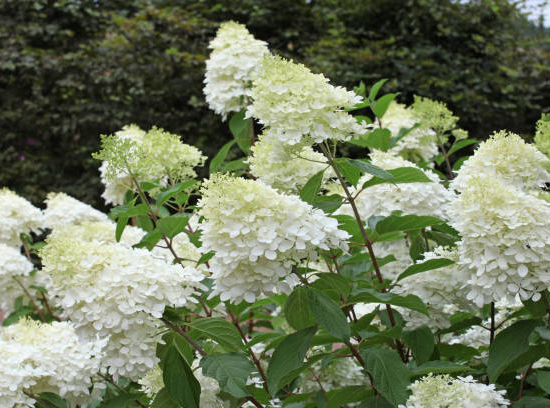 Hortensia paniculé 'Limelight'