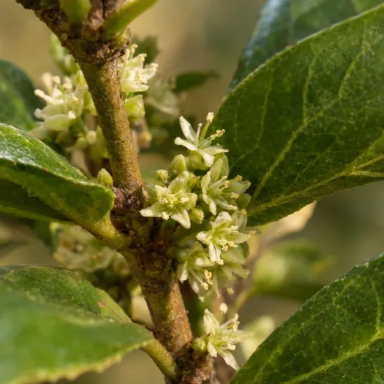 Thé du paraguay (Ilex paraguariensis) — petites fleurs crème le long d’une tige feuillée · Photo d'illustration
