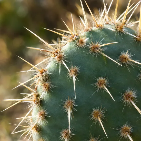 Cactée 'Hamburg' (Opuntia hystricina) — raquette de cactus couverte d’aiguillons dorés · Photo d'illustration