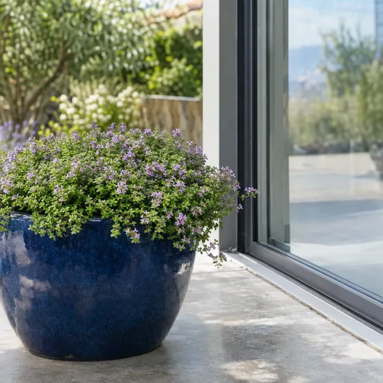 Menthe corse (Mentha requienii) — coussin végétal fleuri dans un grand pot bleu · Photo d'illustration