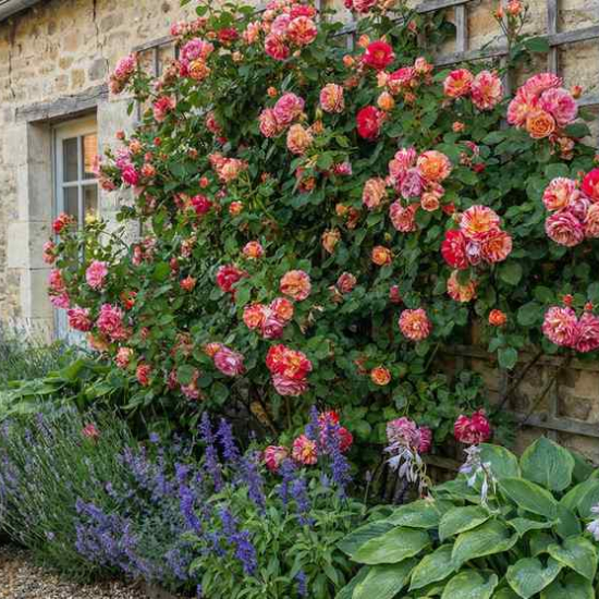 Rosier 'Vanille fraise '