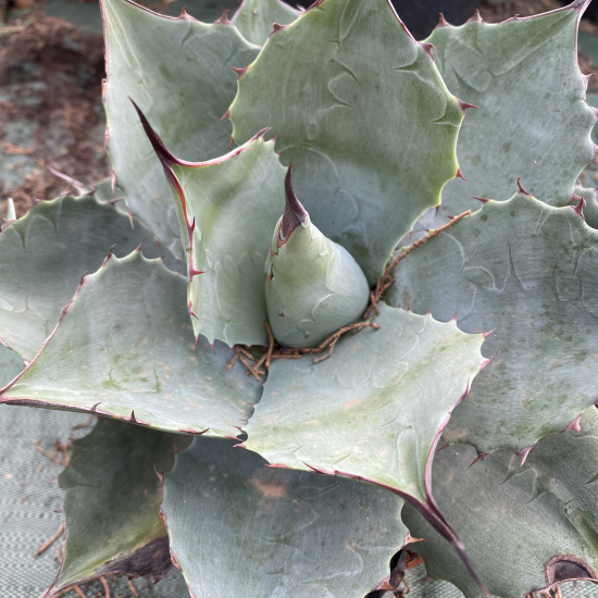 Agave  blue brian