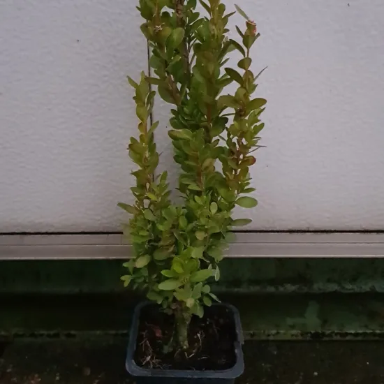 Buis à bordures 'Château' (Buxus sempervirens) — jeune arbuste dressé en pot plastique