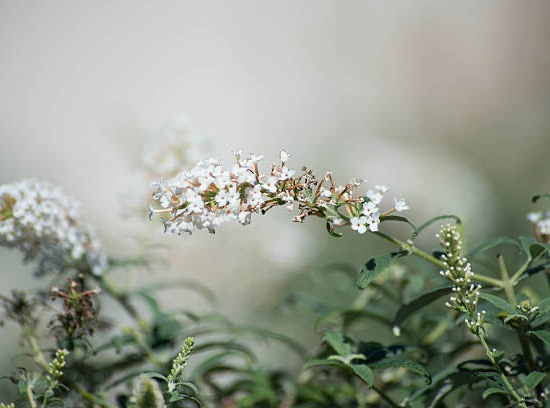 Arbre aux papillons 'white profusion'