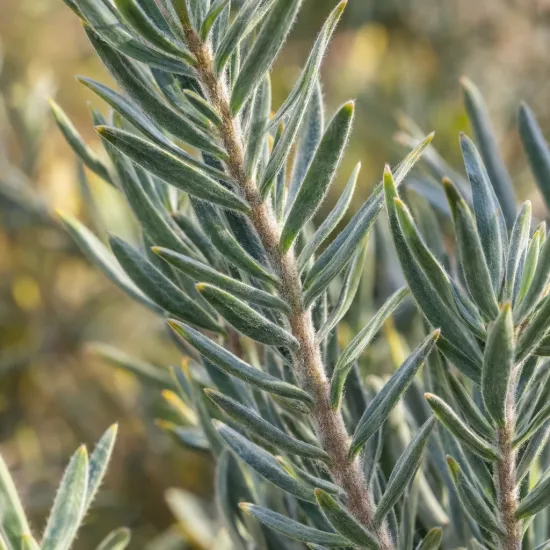 Leucadendron 'Jubilee crown' (Leucadendron lanigerum) — gros plan sur tiges dressées au feuillage étroit · Photo d'illustration
