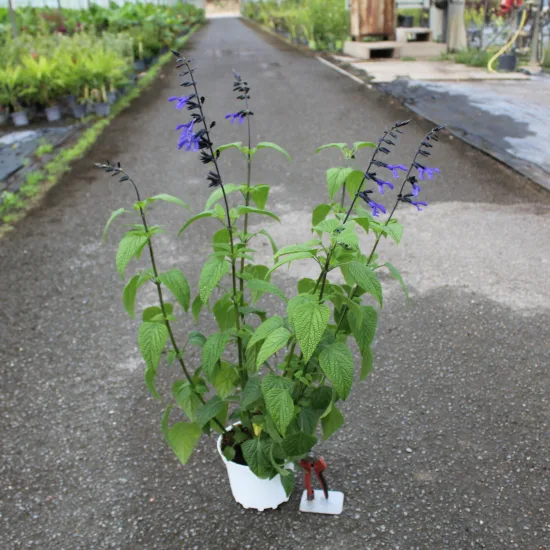 Sauge guarani 'Black and bloom' — Pot 3L