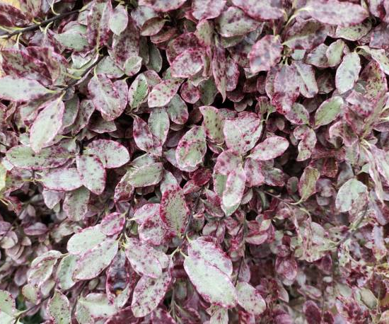 Pittospore 'Bannow bay'