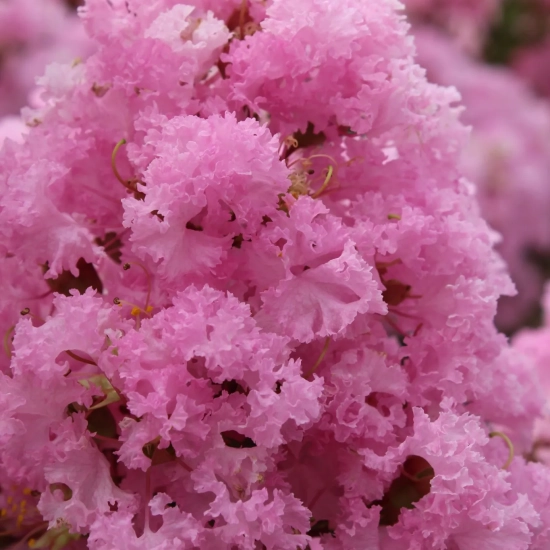 Lilas des indes 'Soir d ete'