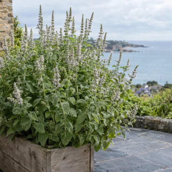 Menthe géante (Mentha × villosa) — grand massif feuillu en bac devant la mer · Photo d'illustration