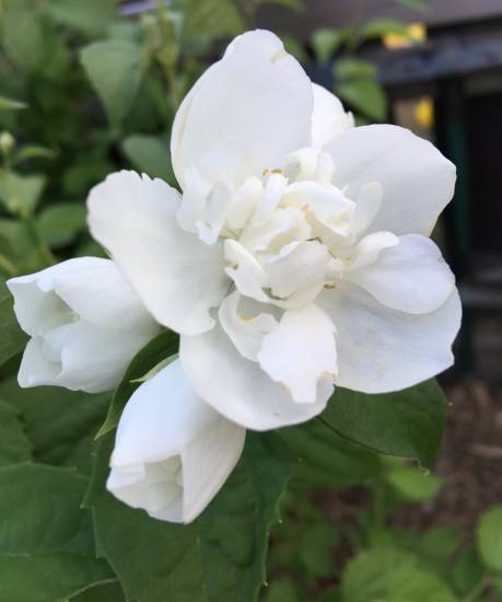 Seringat 'Mrs el robinson'