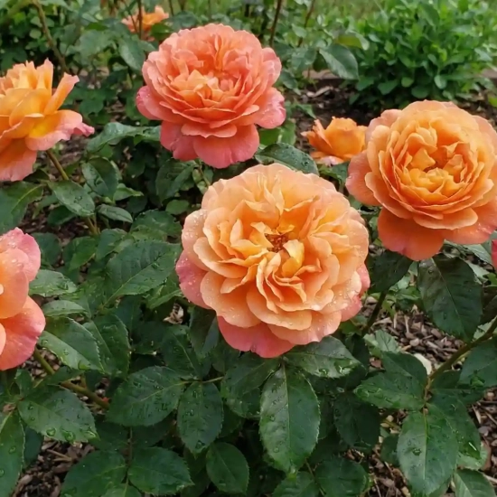 Rosier 'Ibiza '