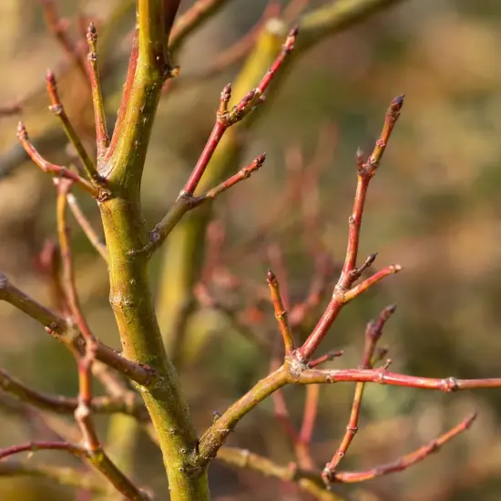Érable du japon 'Orange lace' (Acer palmatum) — rameaux nus avec nombreux bourgeons colorés, gros plan