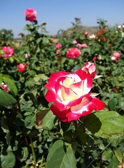 Rosier 'Imperatrice farah '