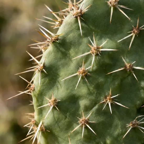 Cactée 'Orangeade' (Opuntia phaecantha) — gros plan sur article épineux vert · Photo d'illustration