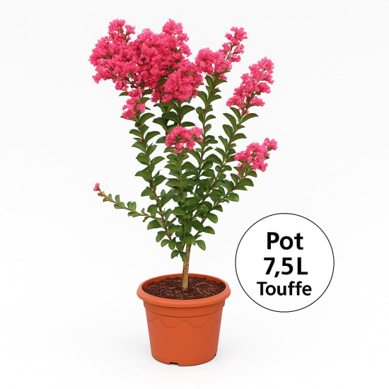 Lilas des indes 'Red hot'