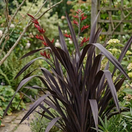 Lin de nouvelle-zélande 'Dark delight'