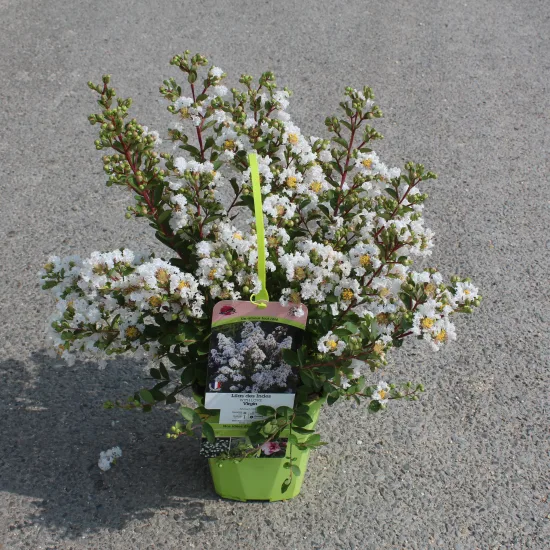 Lilas des indes 'Virgin' — Pot 4L