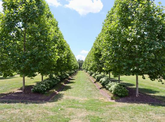 Tilleul à petites feuilles 'Green spire'