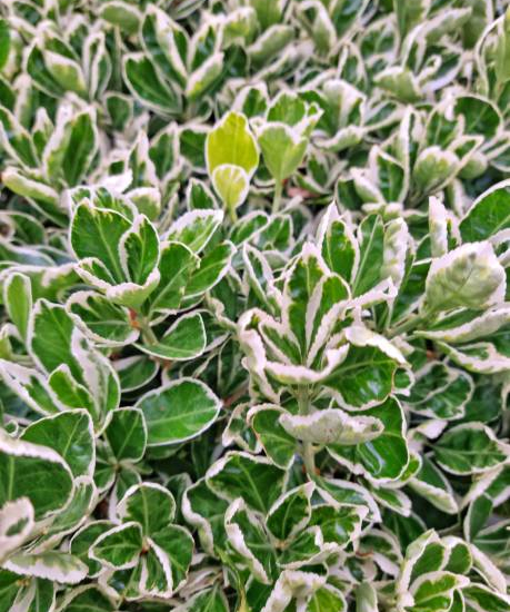 Fusain du japon 'Micro albomarginatus'