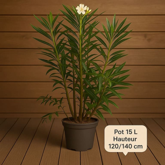 Laurier rose 'Tito Poggi'