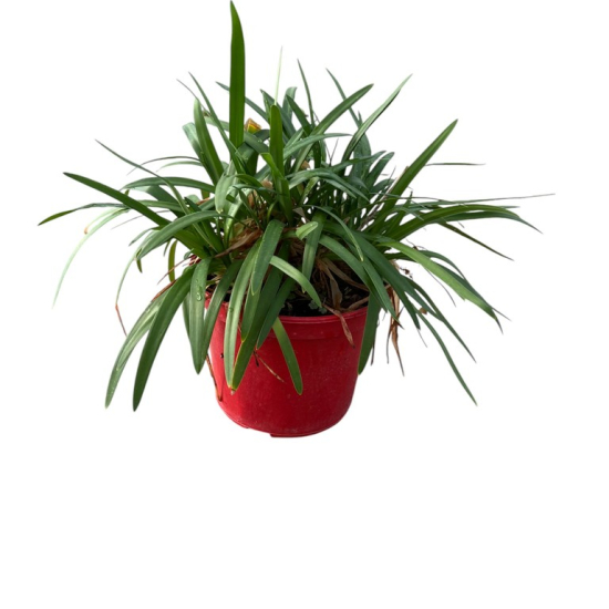 Agapanthe 'Pitchoune'