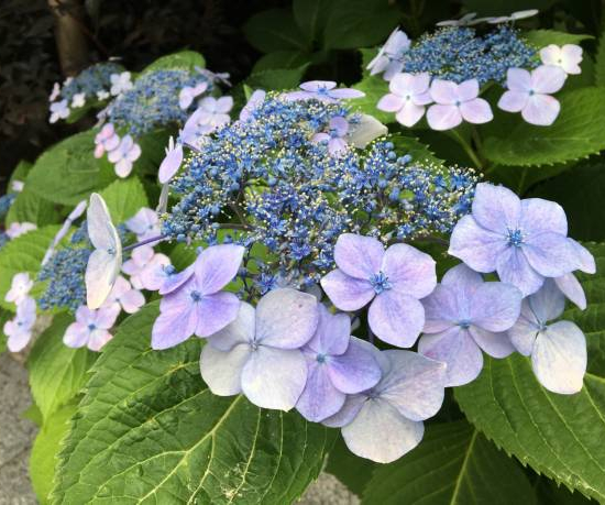 Hortensia 'Dolce gipsy bleu'