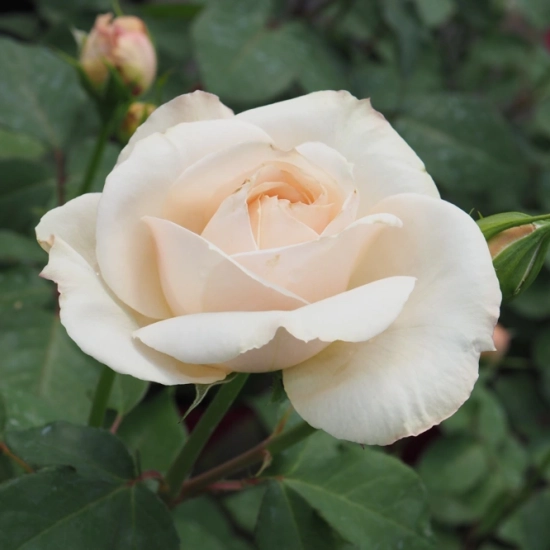 Rosier 'Princesse astrid de belgique '