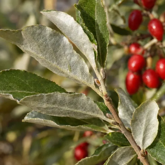 Goumi du japon à baies rouges 'Sweet scarlet' (Eleagnus multiflora) — branche avec feuilles vertes et baies rouges · Photo d'illustration