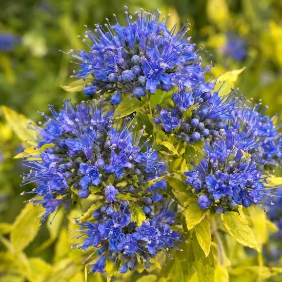 Barbe-bleue 'Worcester gold' (Caryopteris clandonensis) — gros plan sur touffes de fleurs bleues · Photo d'illustration