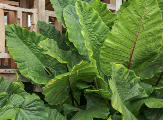 ALOCASIA gageana california