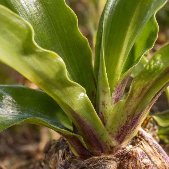 Plante ananas (Eucomis bicolor) — gros plan sur feuillage vert brillant nervuré · Photo d'illustration