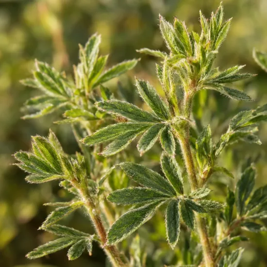 Potentille jaune d'or 'Jackman' (Potentilla fructicosa) — gros plan sur jeunes feuilles vertes duveteuses · Photo d'illustration
