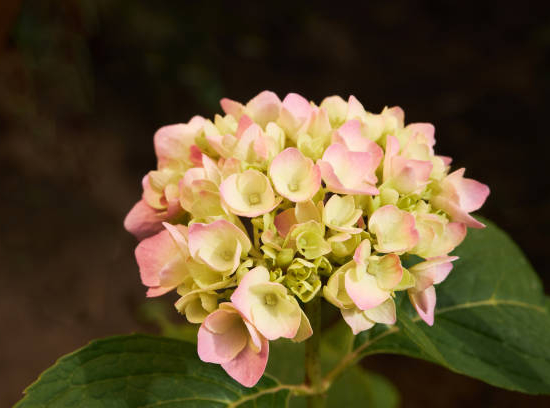 Hortensia 'Dolce france'
