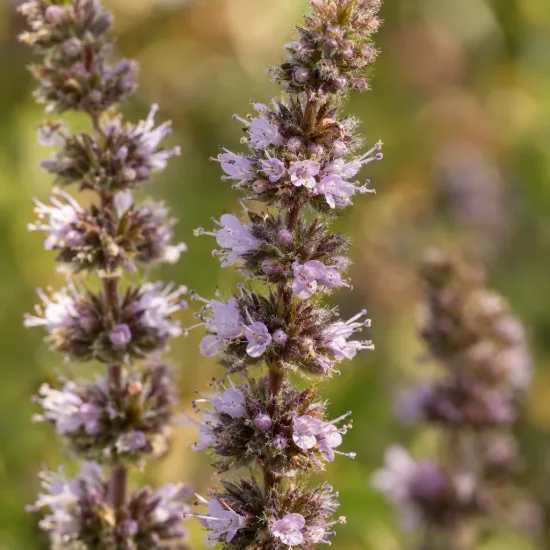 Menthe eau de cologne 'Eau de cologne' (Mentha × piperita) — épis floraux mauves en gros plan · Photo d'illustration