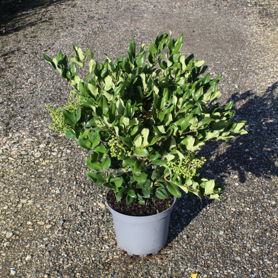 Troène du japon 'Texanum'