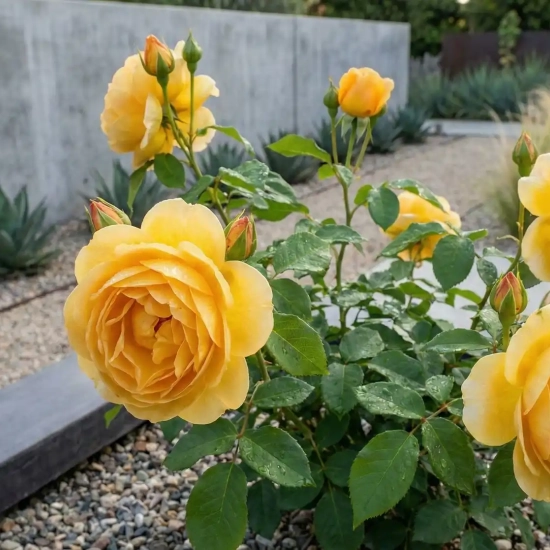 Rosier 'Golden celebration '