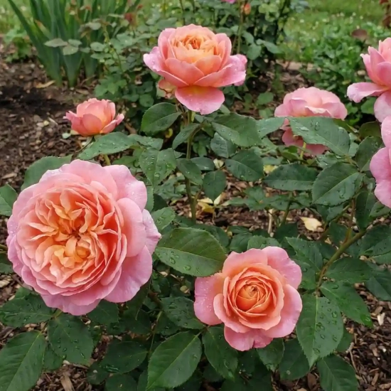 Rosier 'Elle '