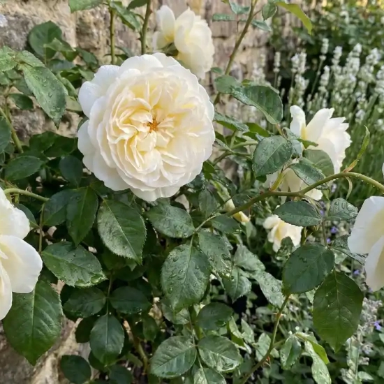 Rosier 'Winter lodge '