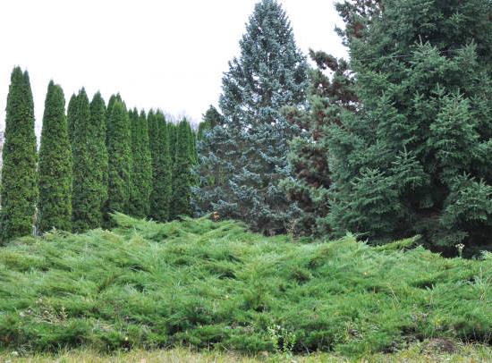 Genévrier commun 'Repanda'